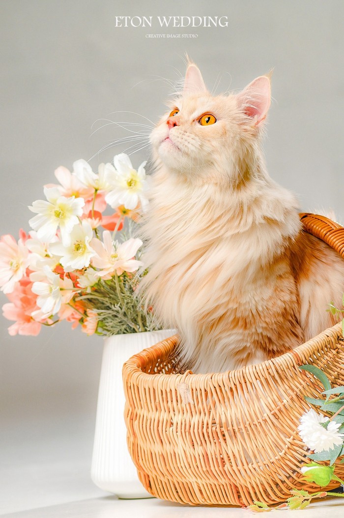 寵物寫真,寵物攝影,寵物照,毛孩照,紀念照